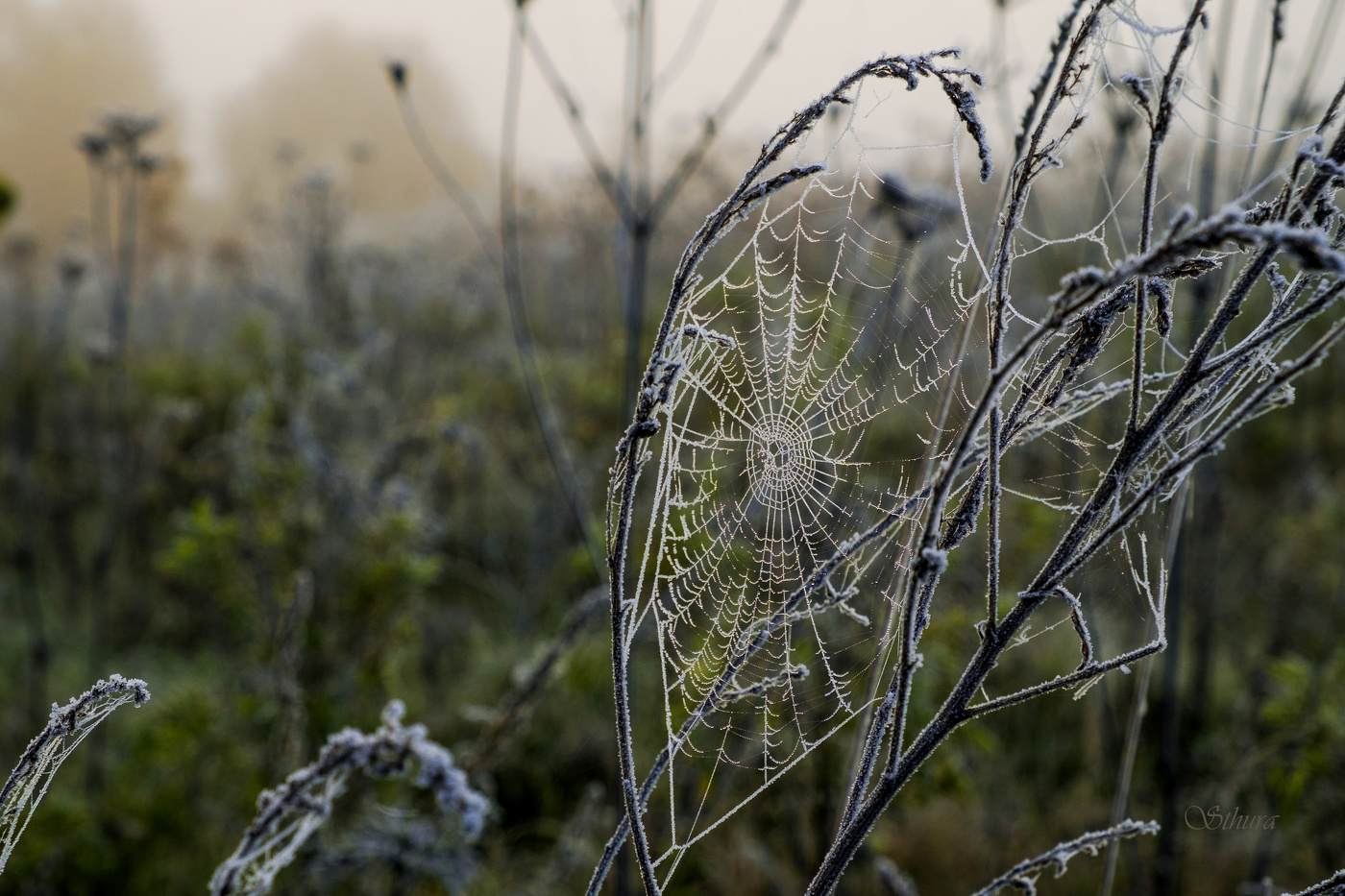 Осенний иней.