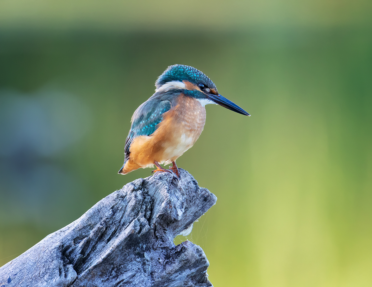 Речной охотник