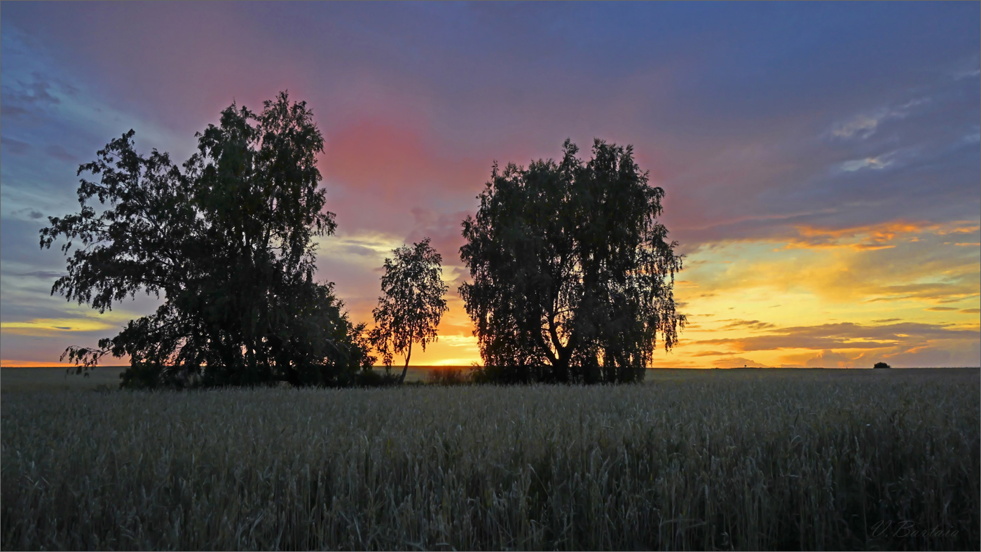 Берёзки в поле, вечер тихий...