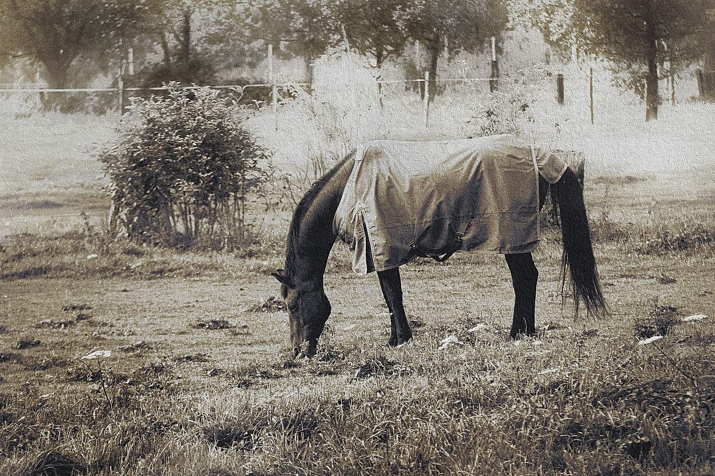 честно конь и честно в пальто