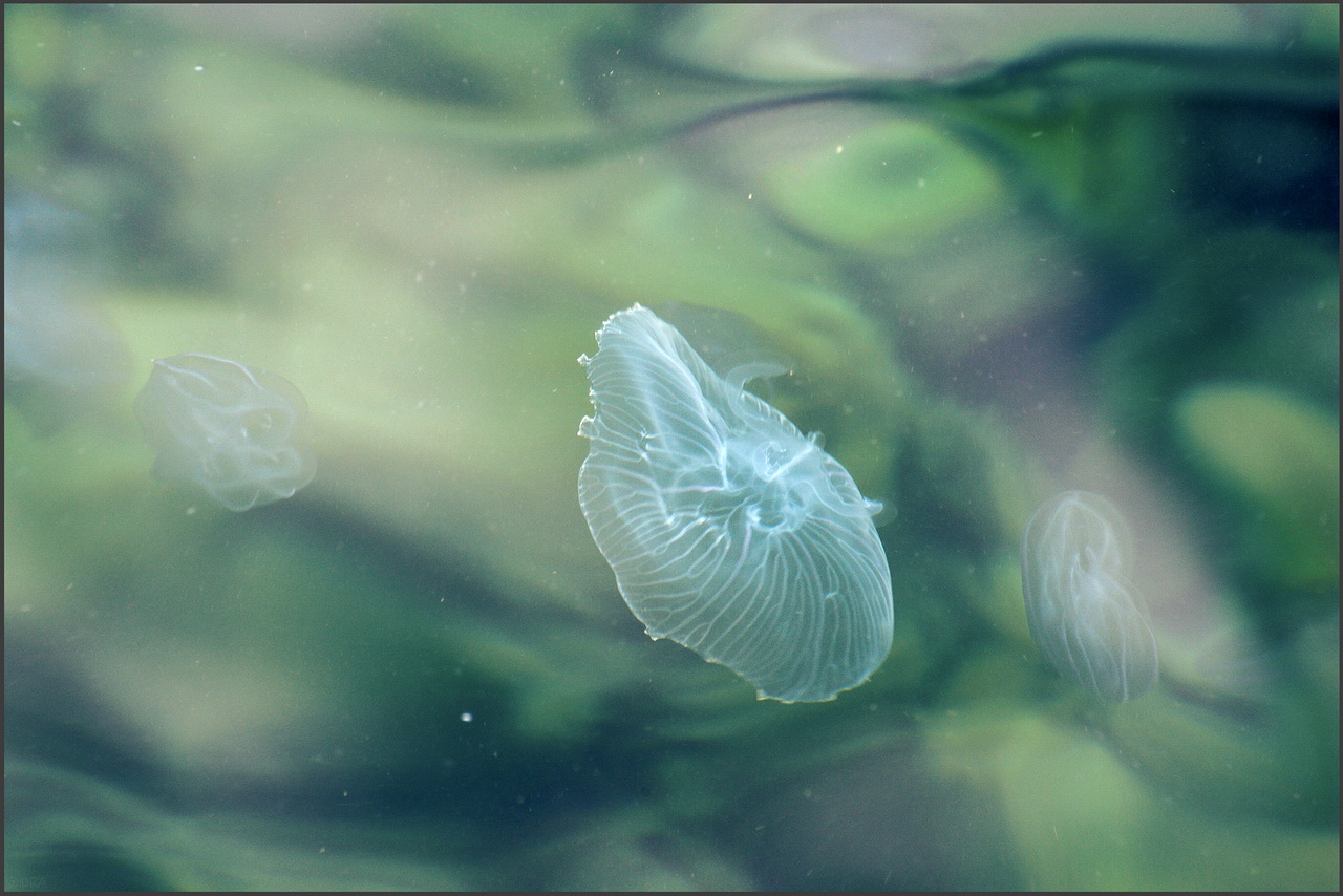 Стихия невесомости