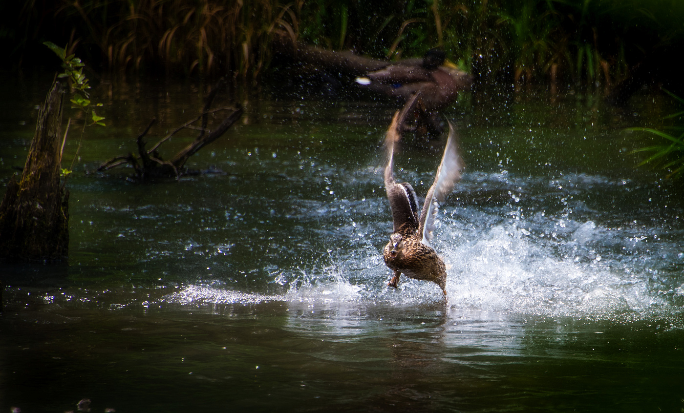 Утиный переполох.