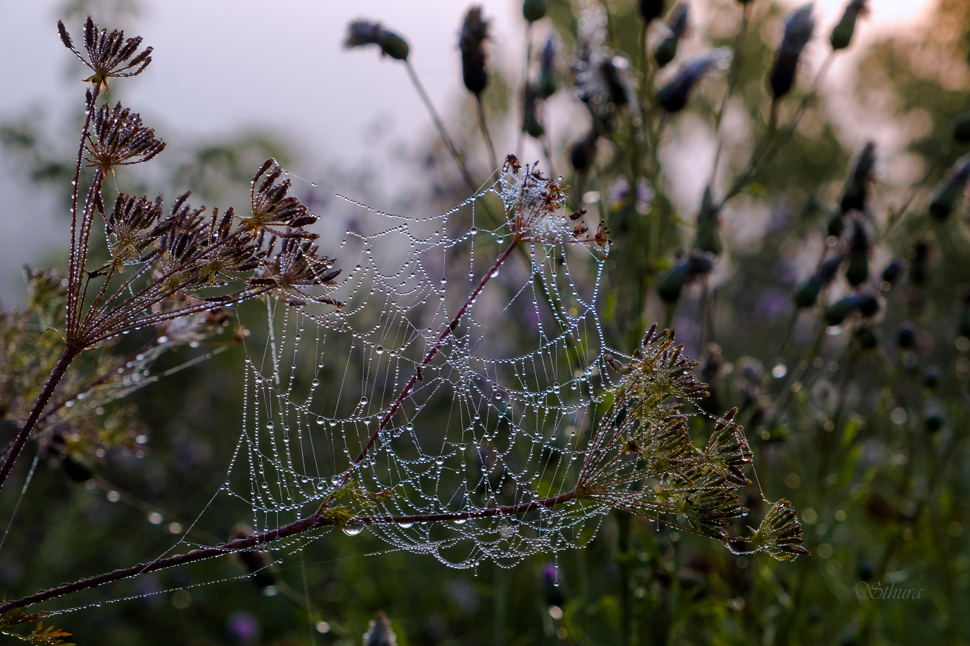 Роса на паутине.