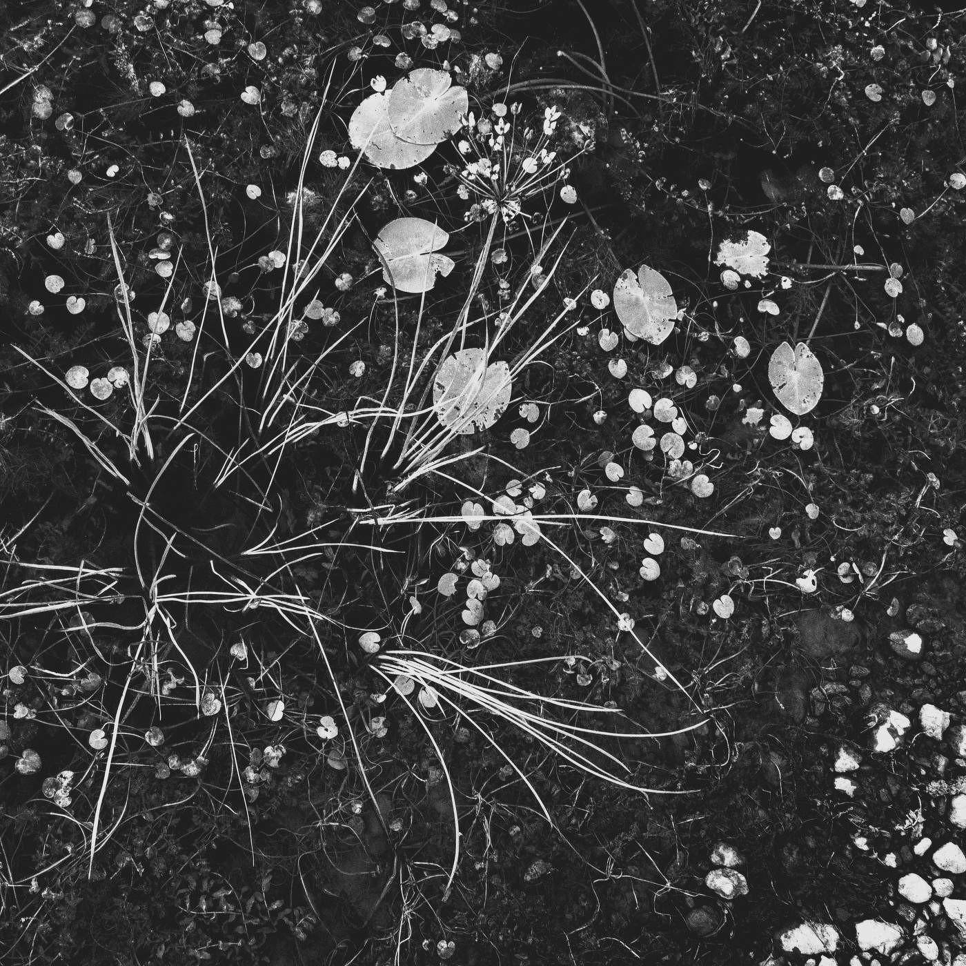 Жизнь вокруг