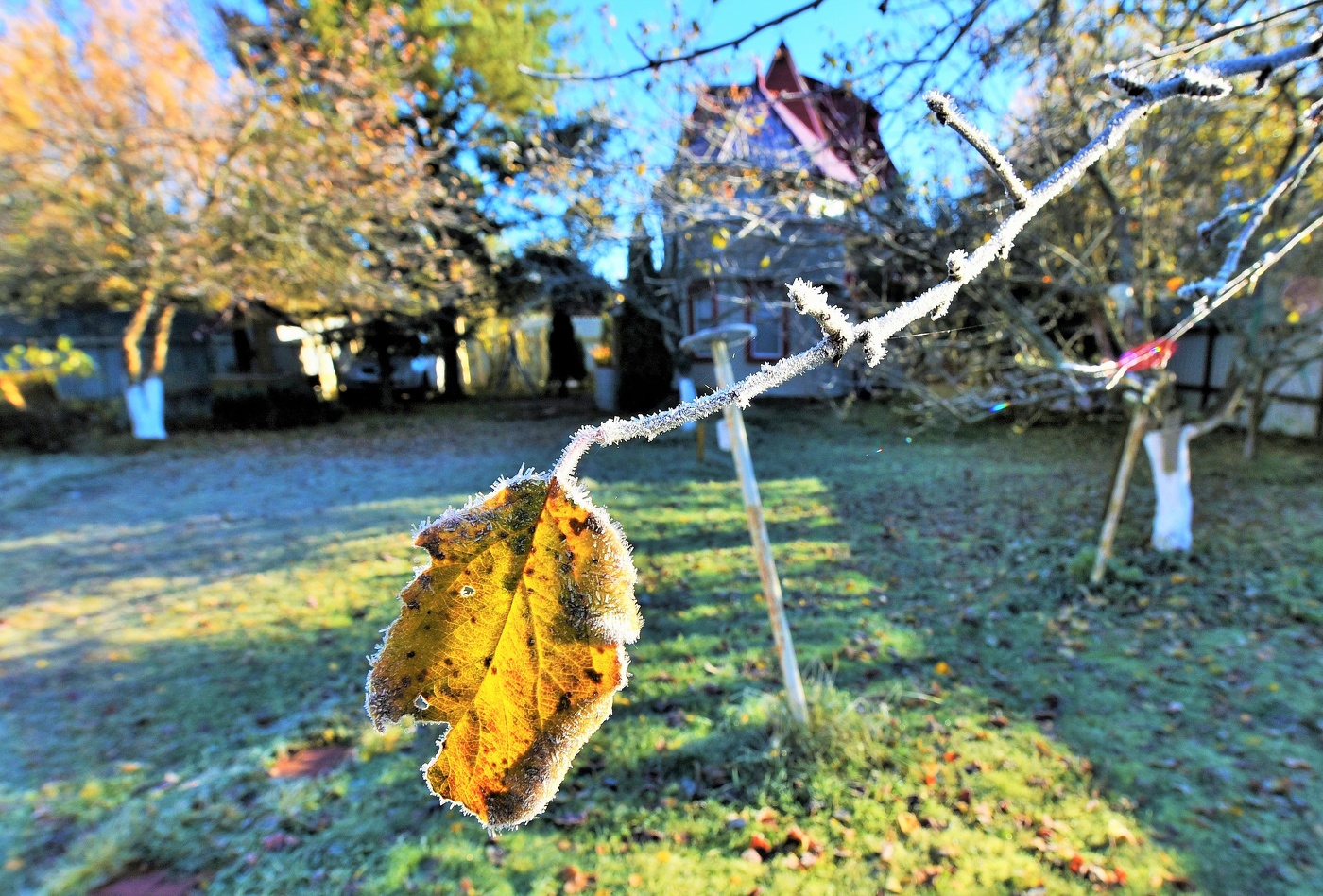 Первые заморозки ...