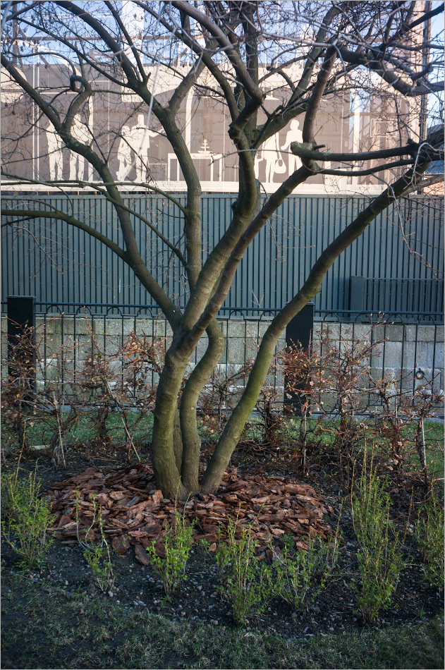 домик на дереве