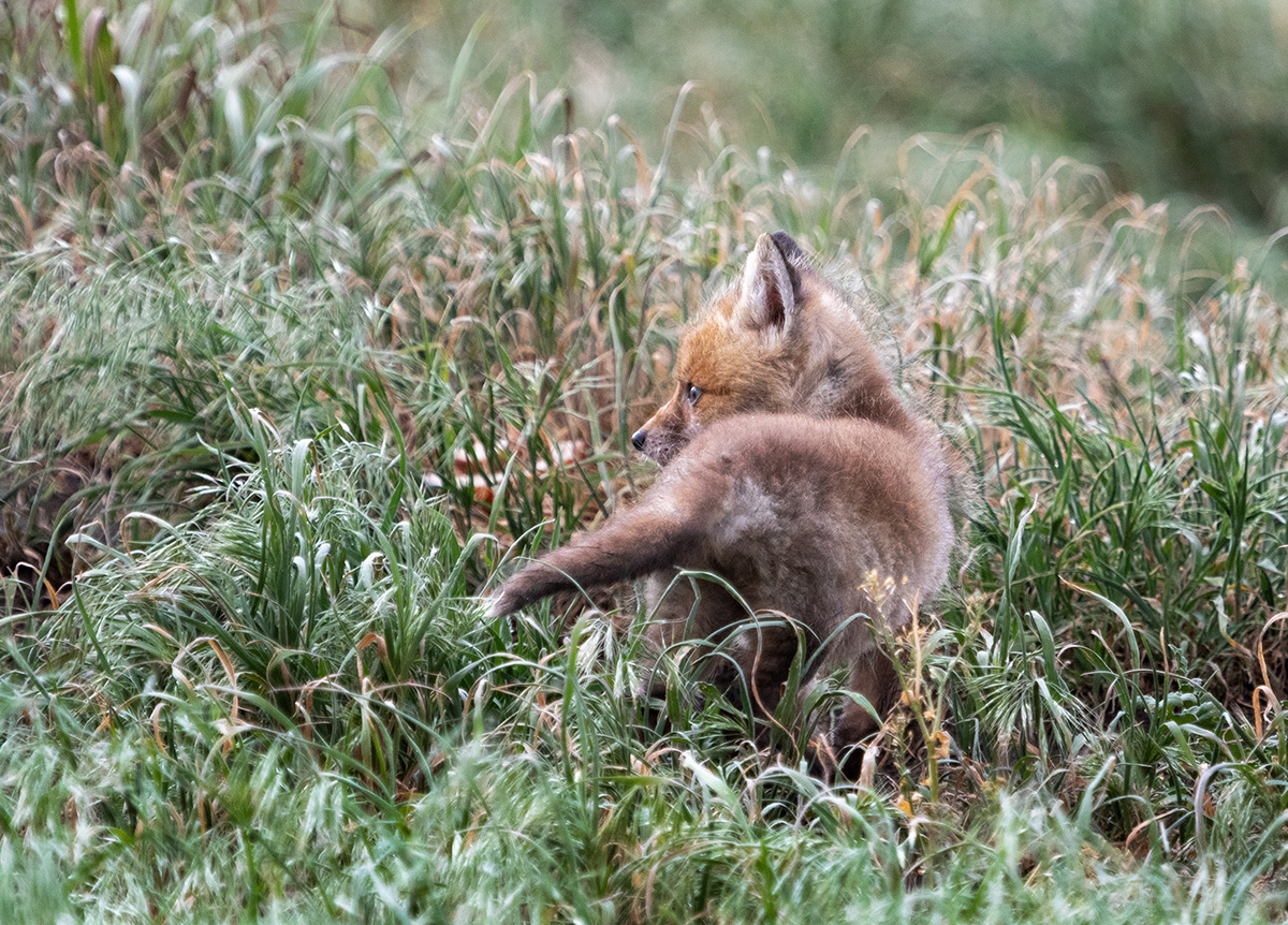 Мальчик-с-пальчик