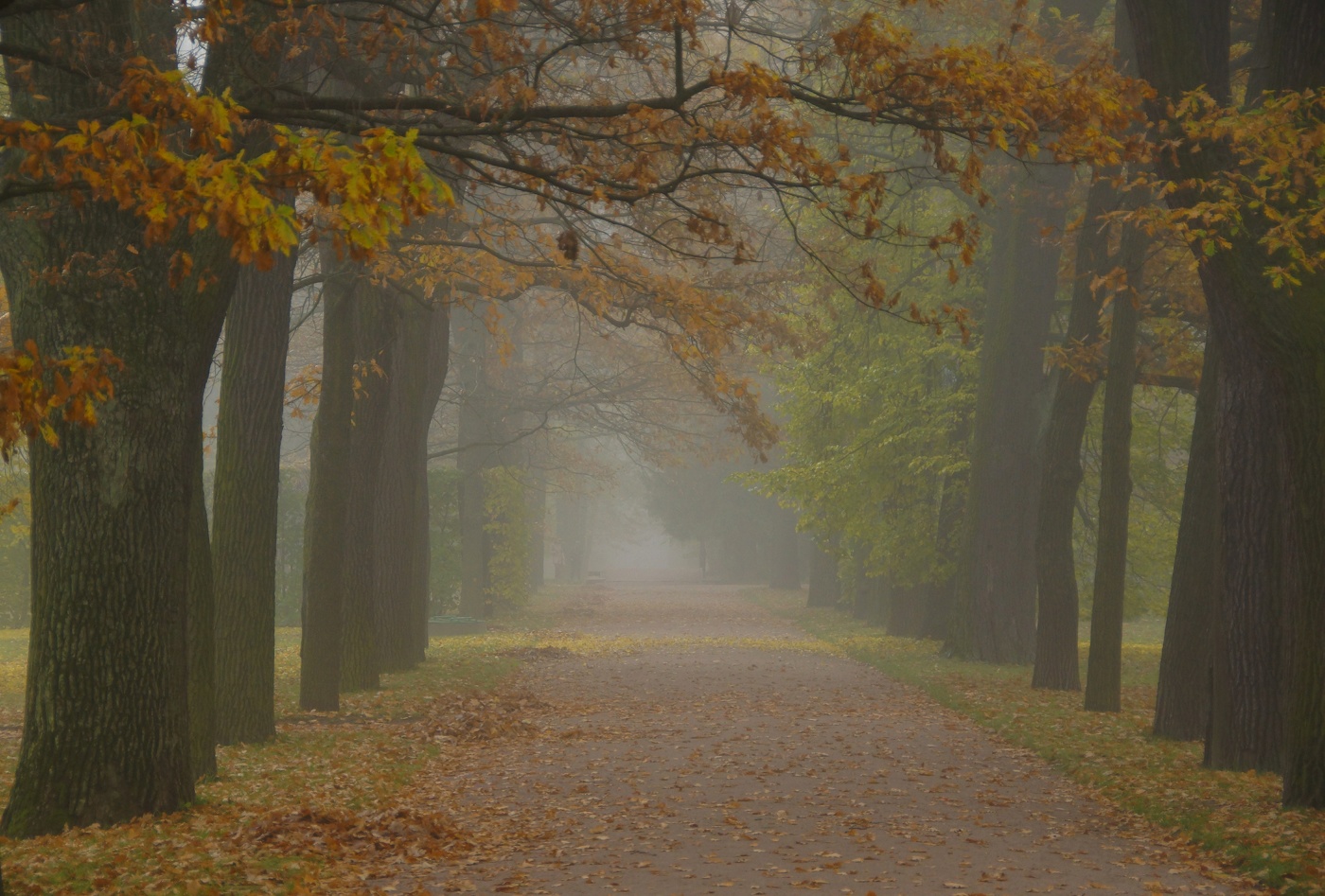 Осеннее утро