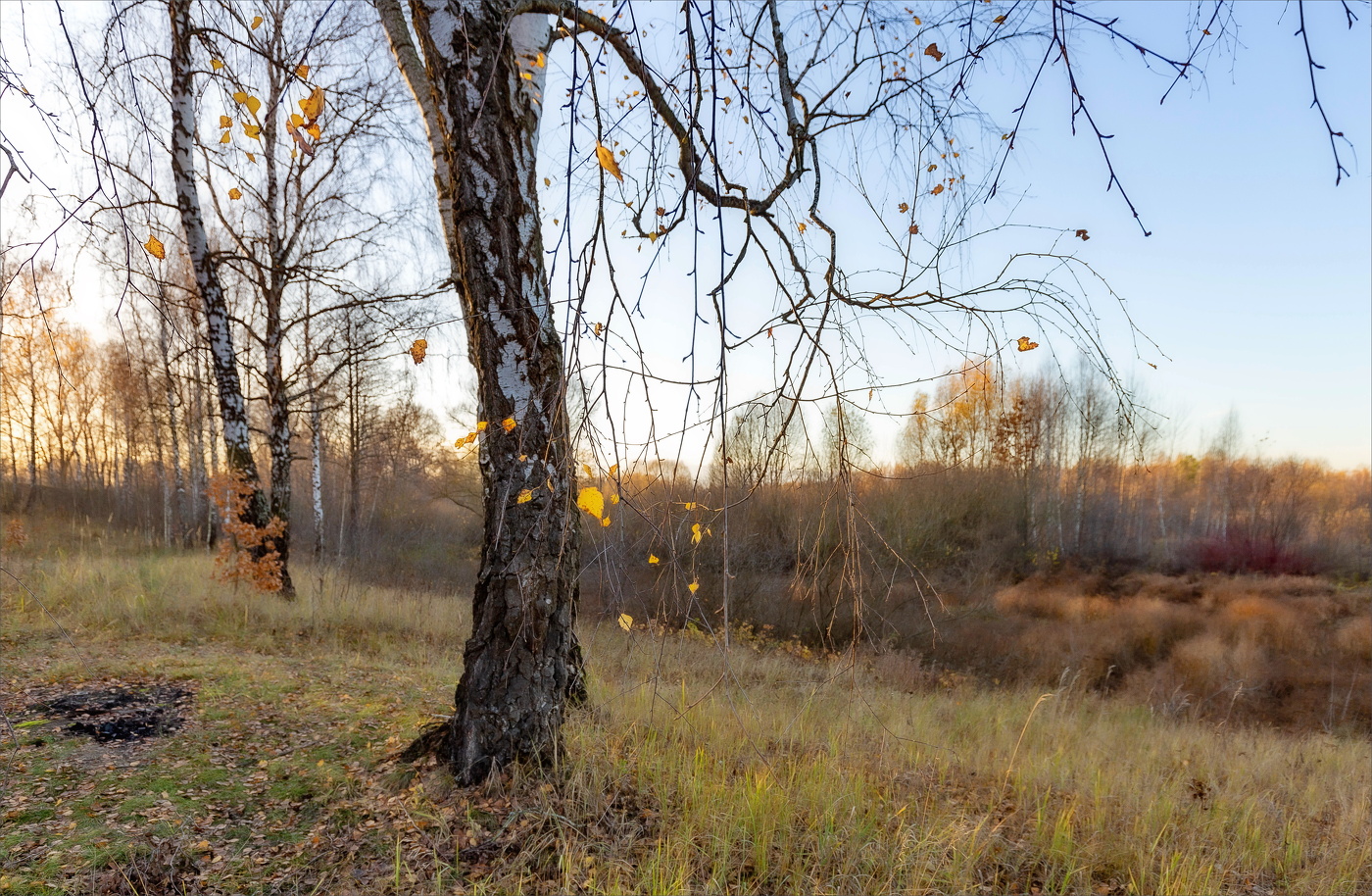 ЛИСТЬЕВ ЗОЛОТАЯ ГРУСТЬ