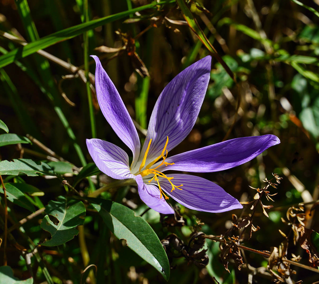 Крокус прекрасный