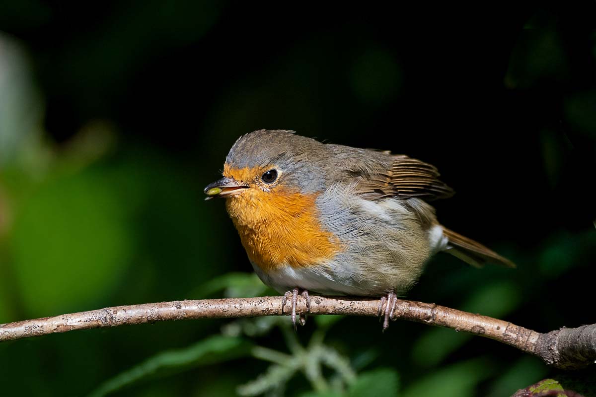 Малиновка. (Зарянка.)