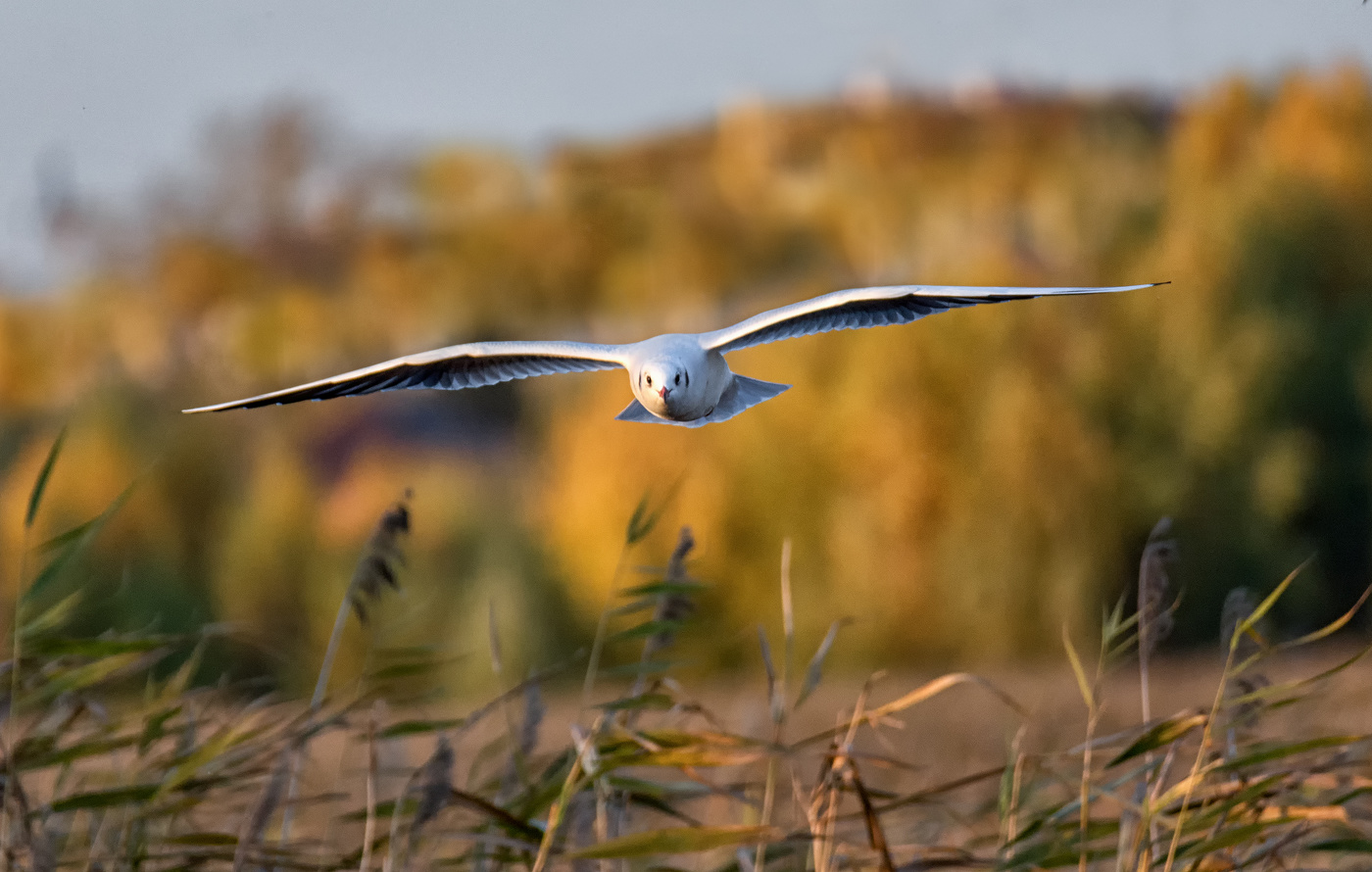 Озёрная чайка .