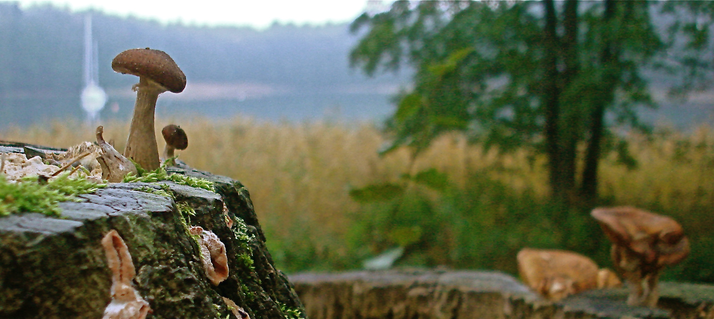 Старый пень в грибную пору