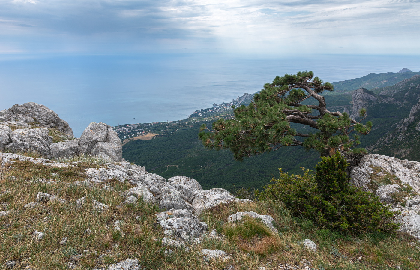 ветрами ломаная, дождями хлёстанная