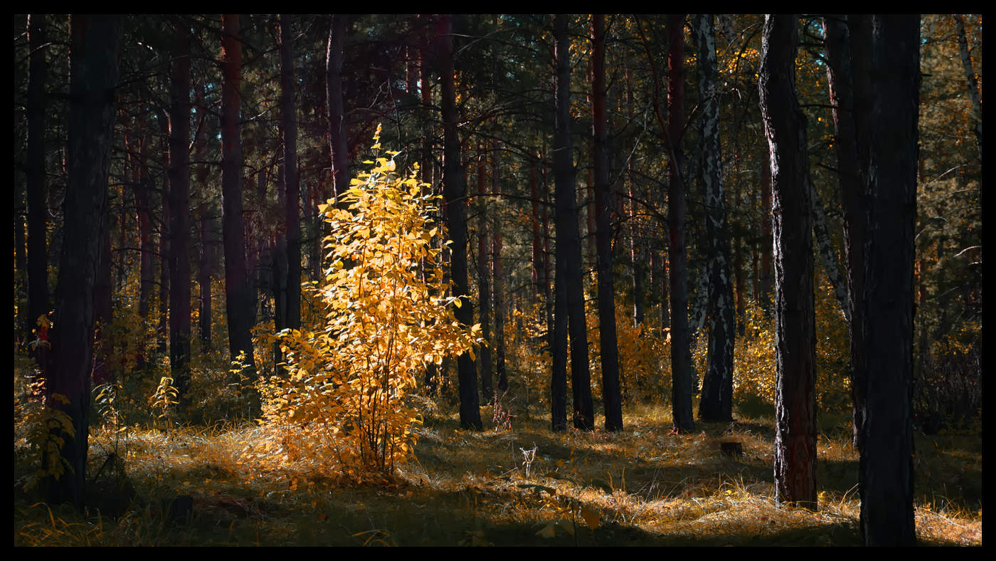 Уж бродит осень по лесам...