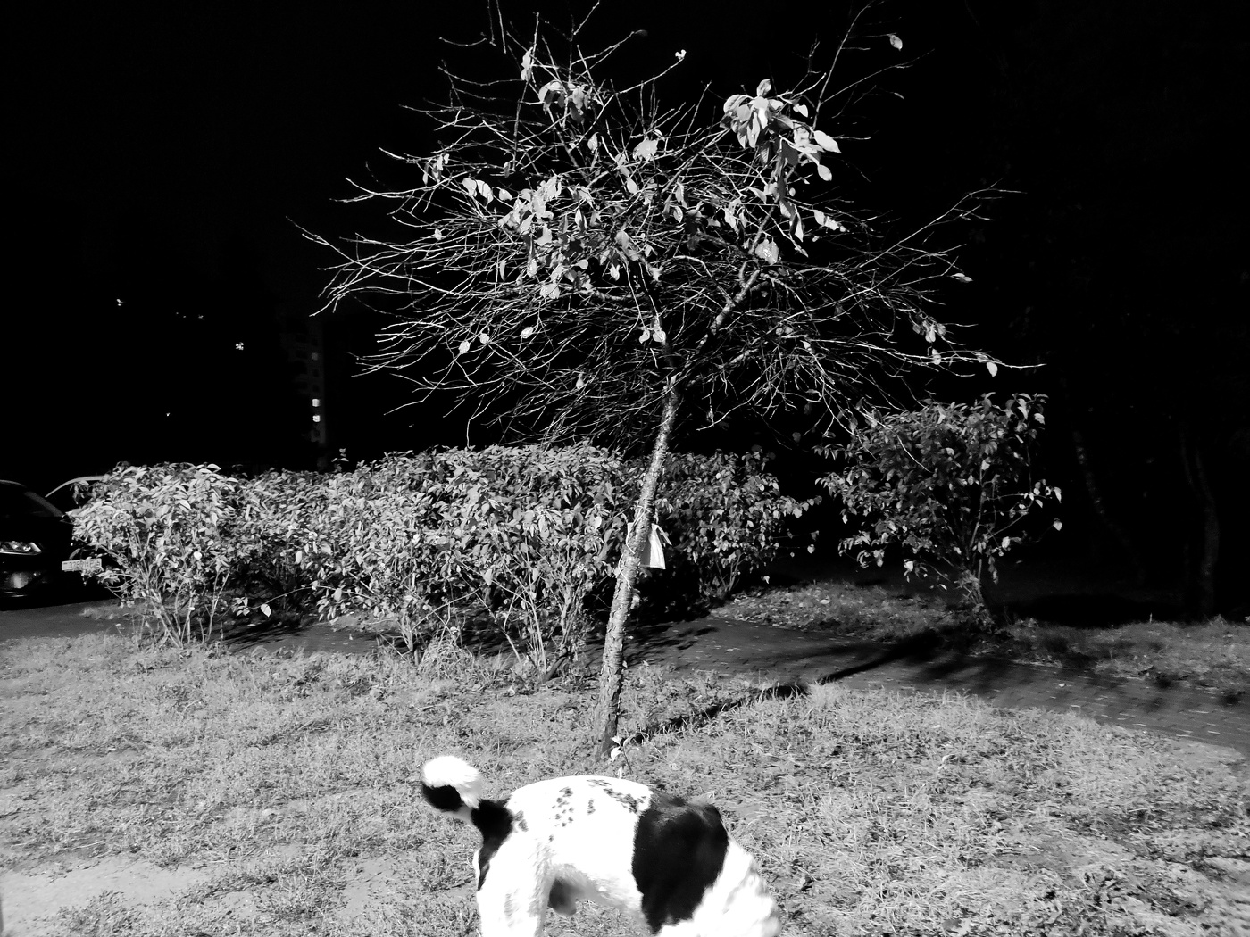 Ночной выгул