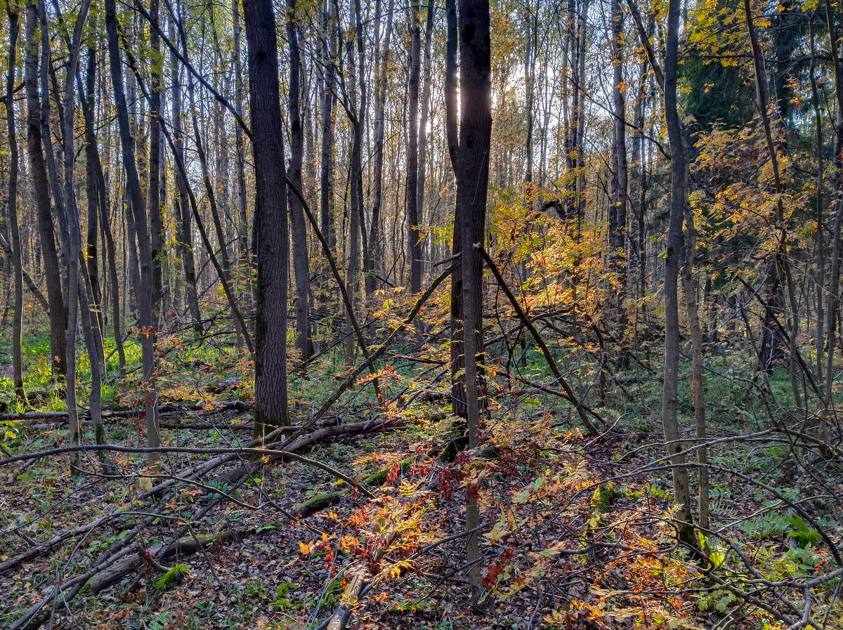 Осенняя чехорда.