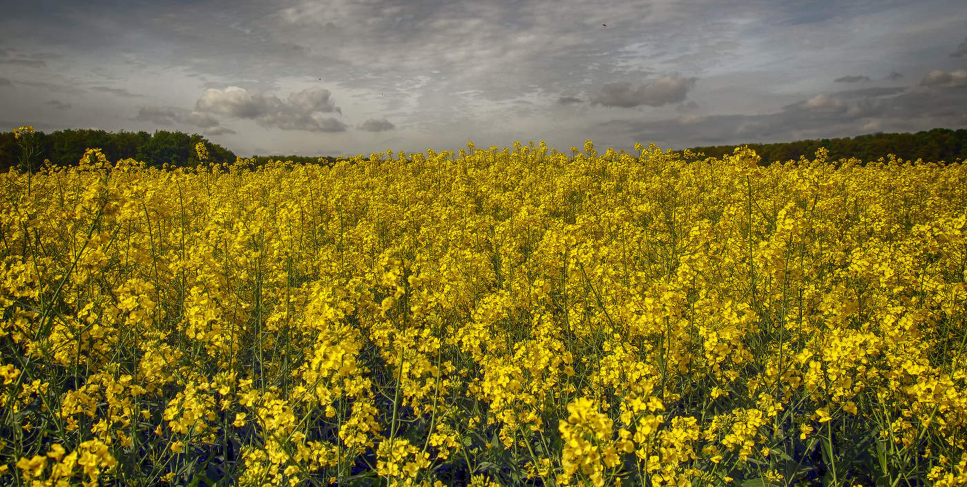 Рапсово поле