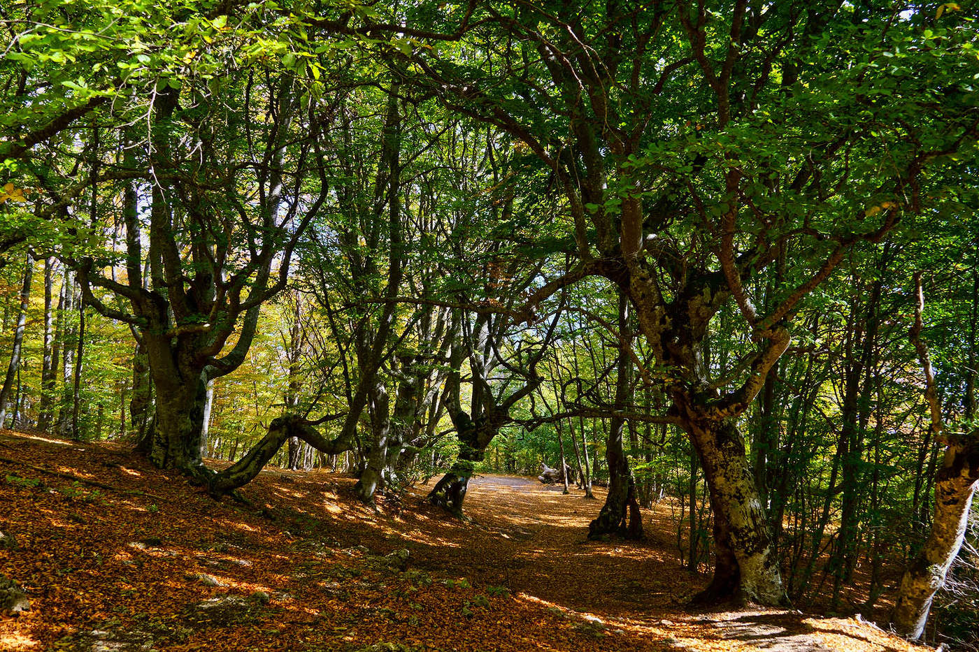 Осень на южных склонах Чатыр-Дага