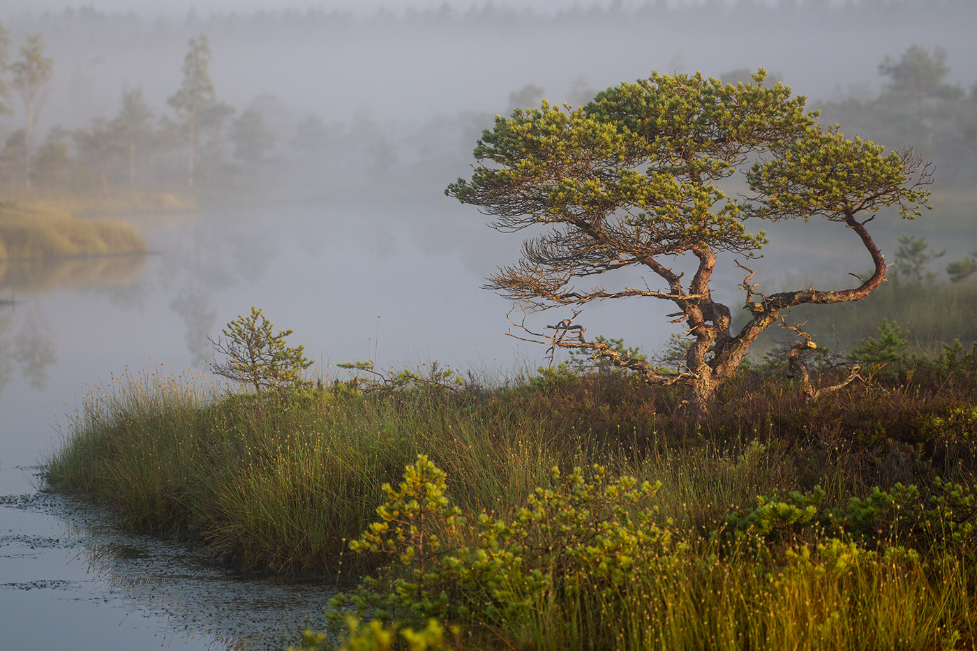 Проблемы роста
