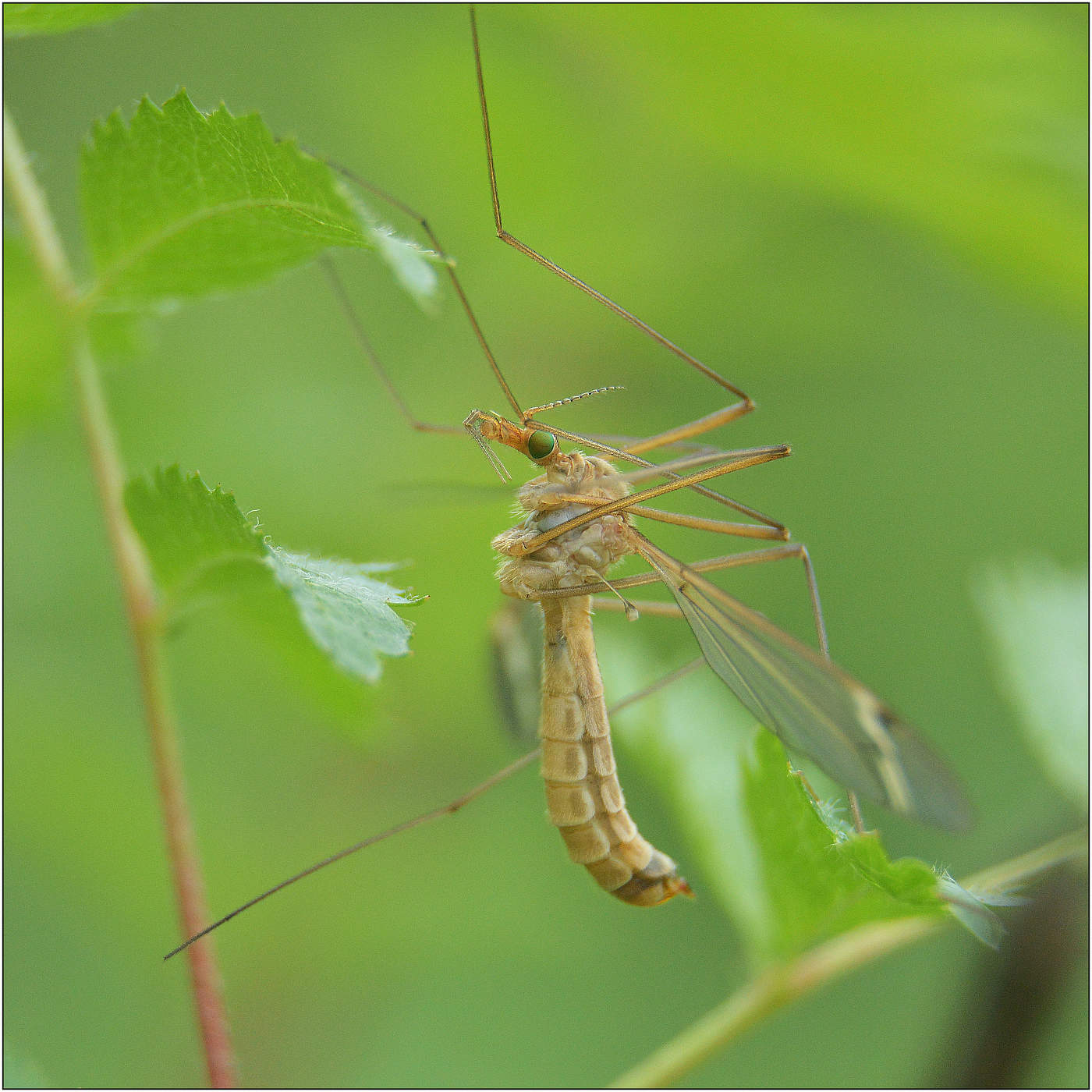 Май тихо бродит средь берез.