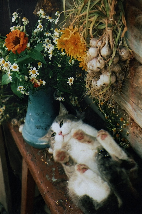 Я вас любил