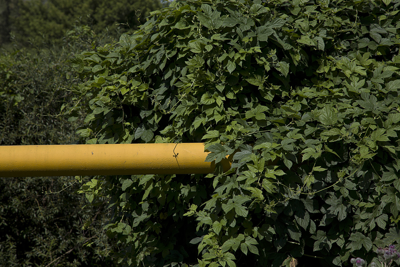 Желтая труба