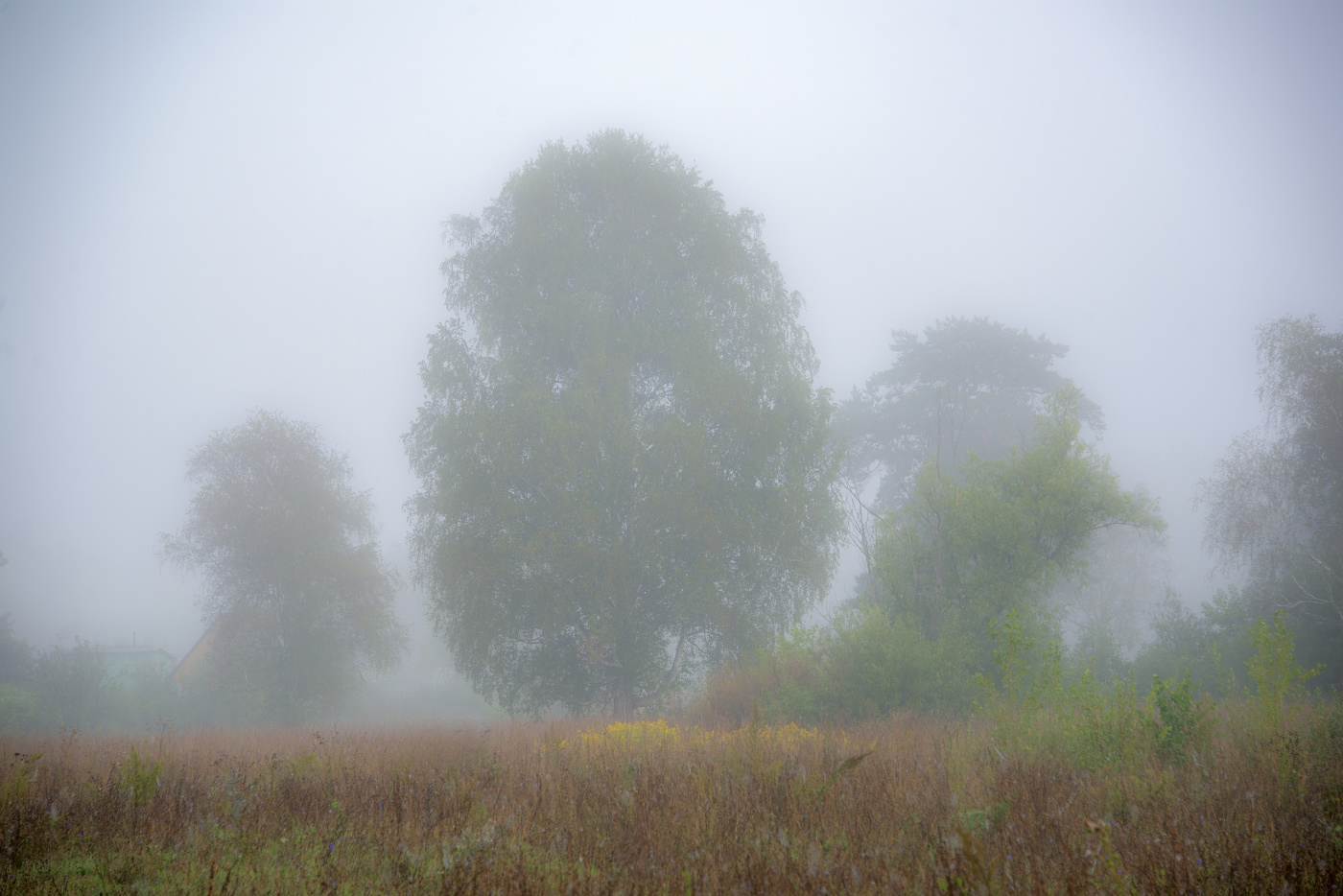 Туманный август