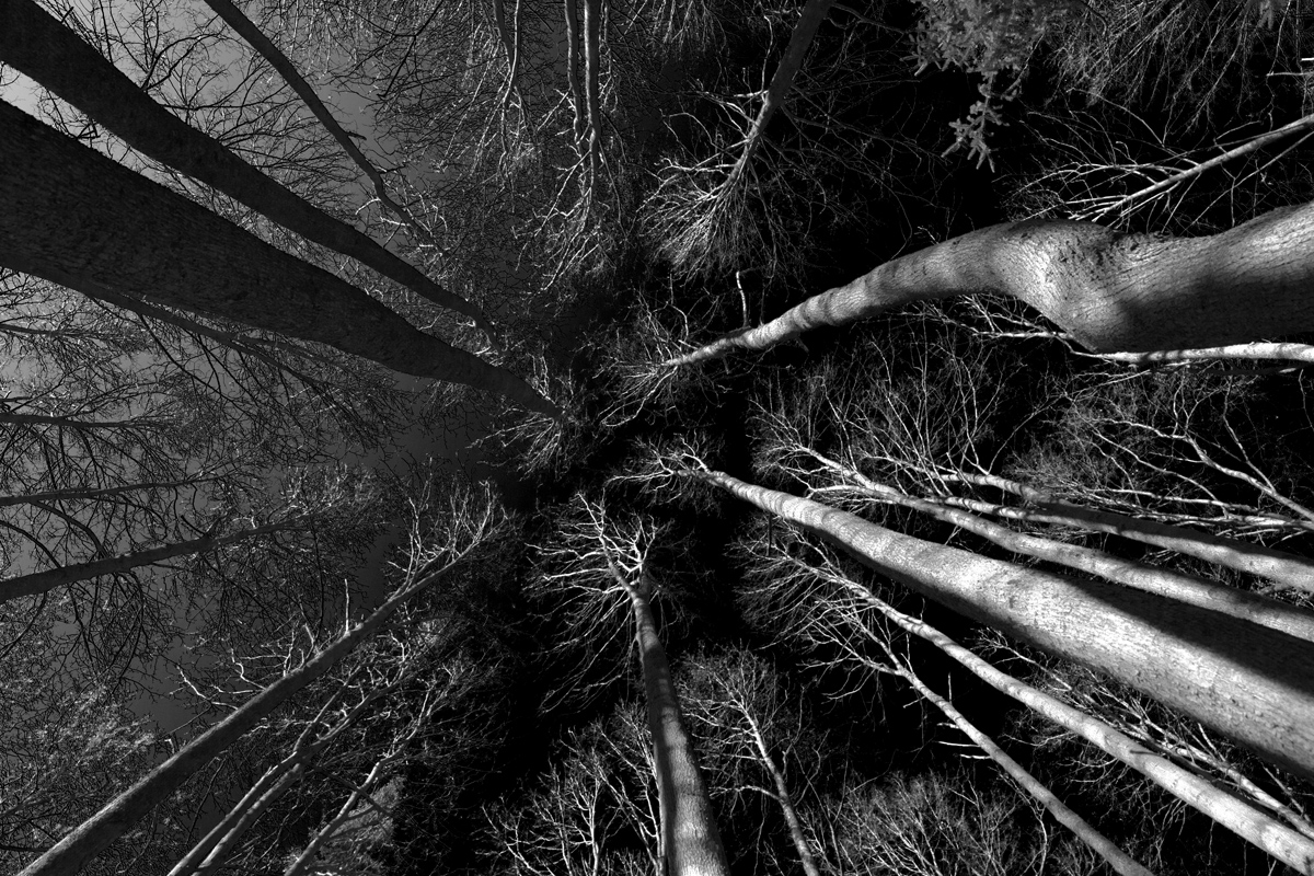 Бред сивой кобылы в лунную ночь