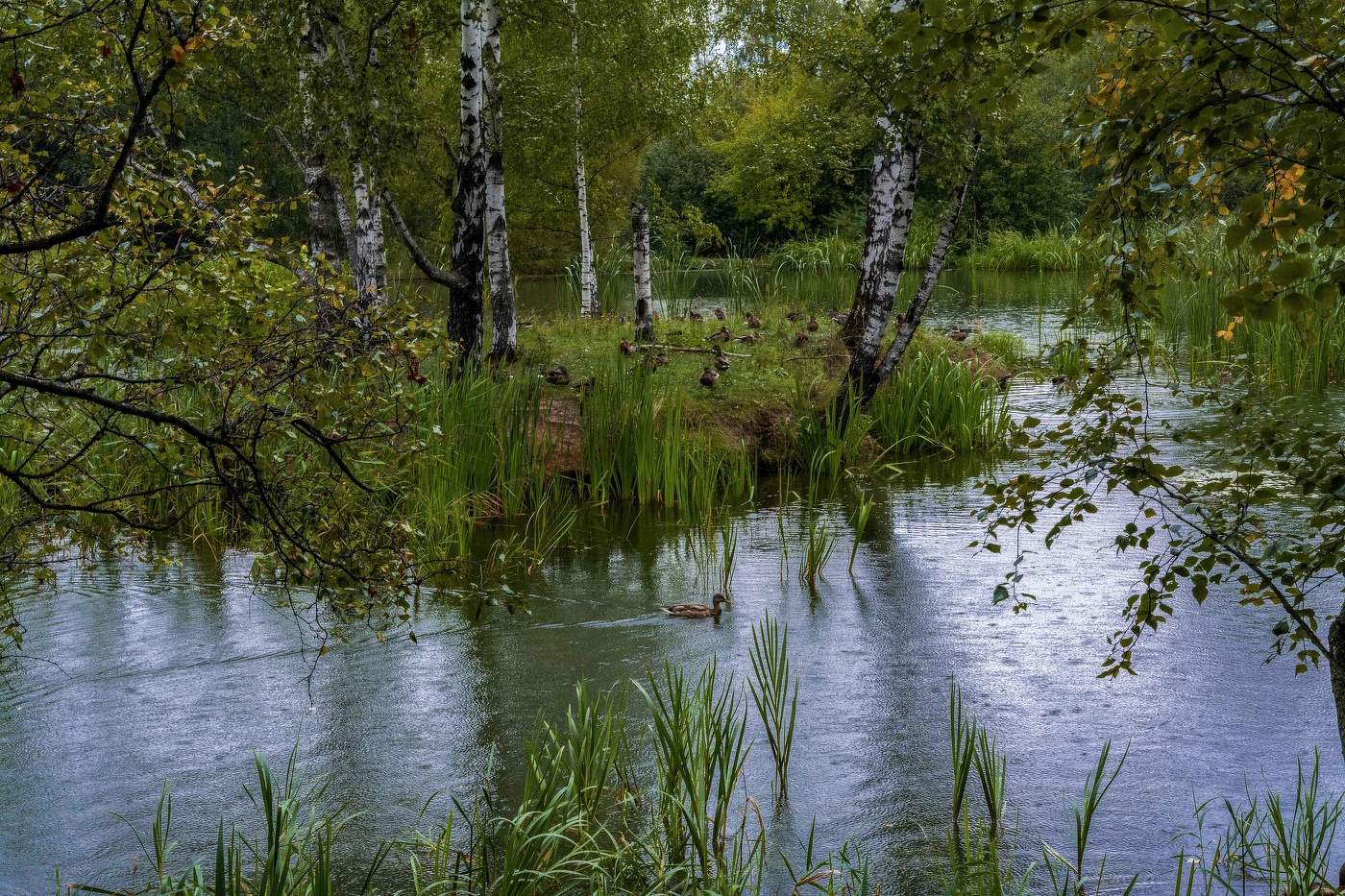 утиный остров