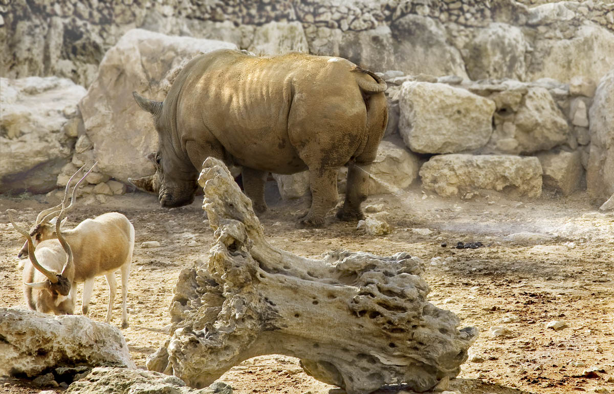 Обитатели земли обетованной 18