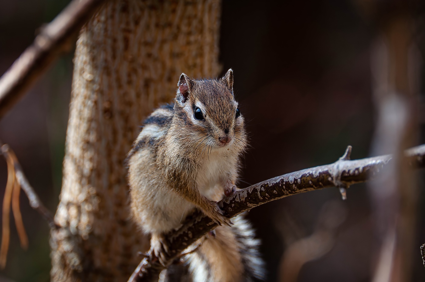 Бурундук Сеня отдыхает на ветке.