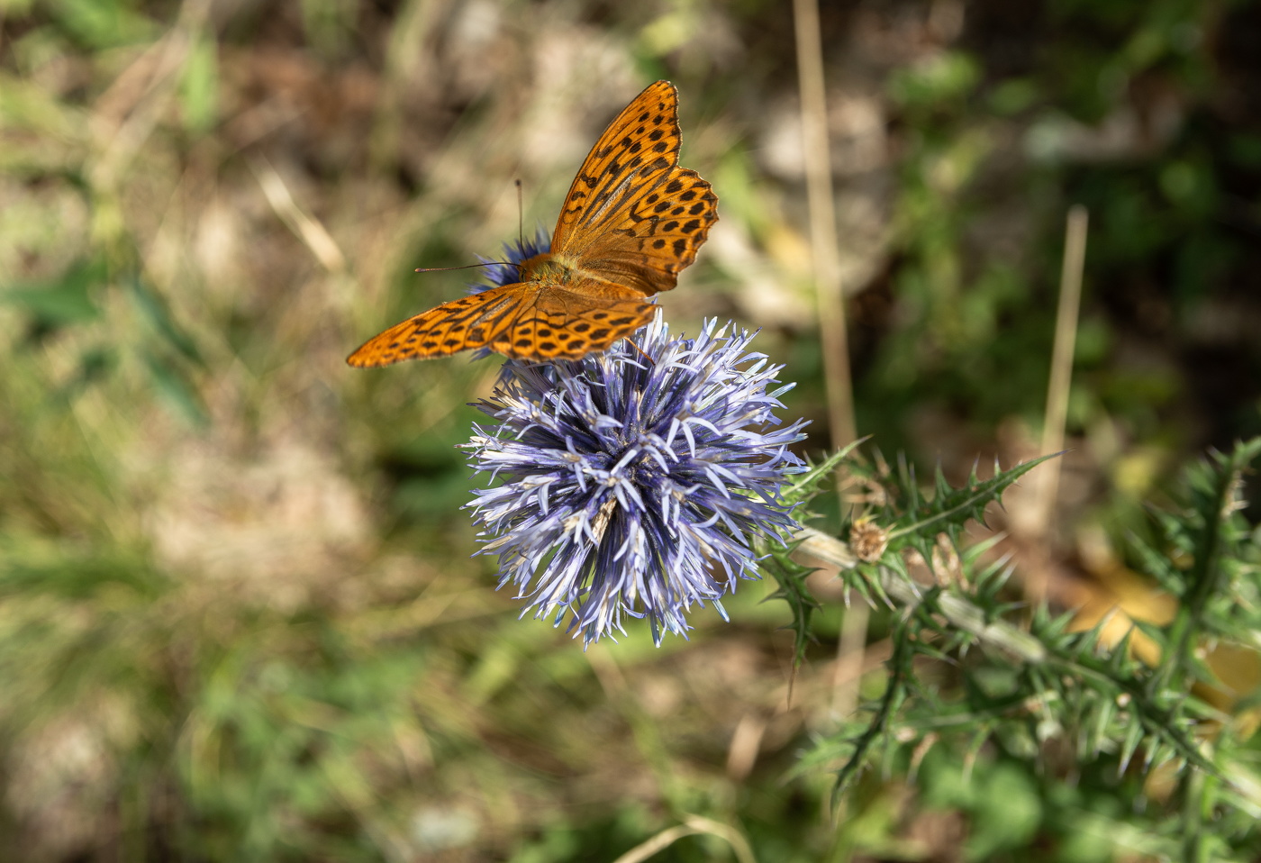 Перламутровка на чертополохе