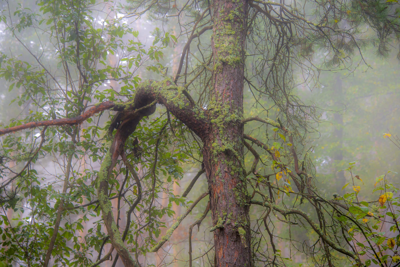 Берендеев лес