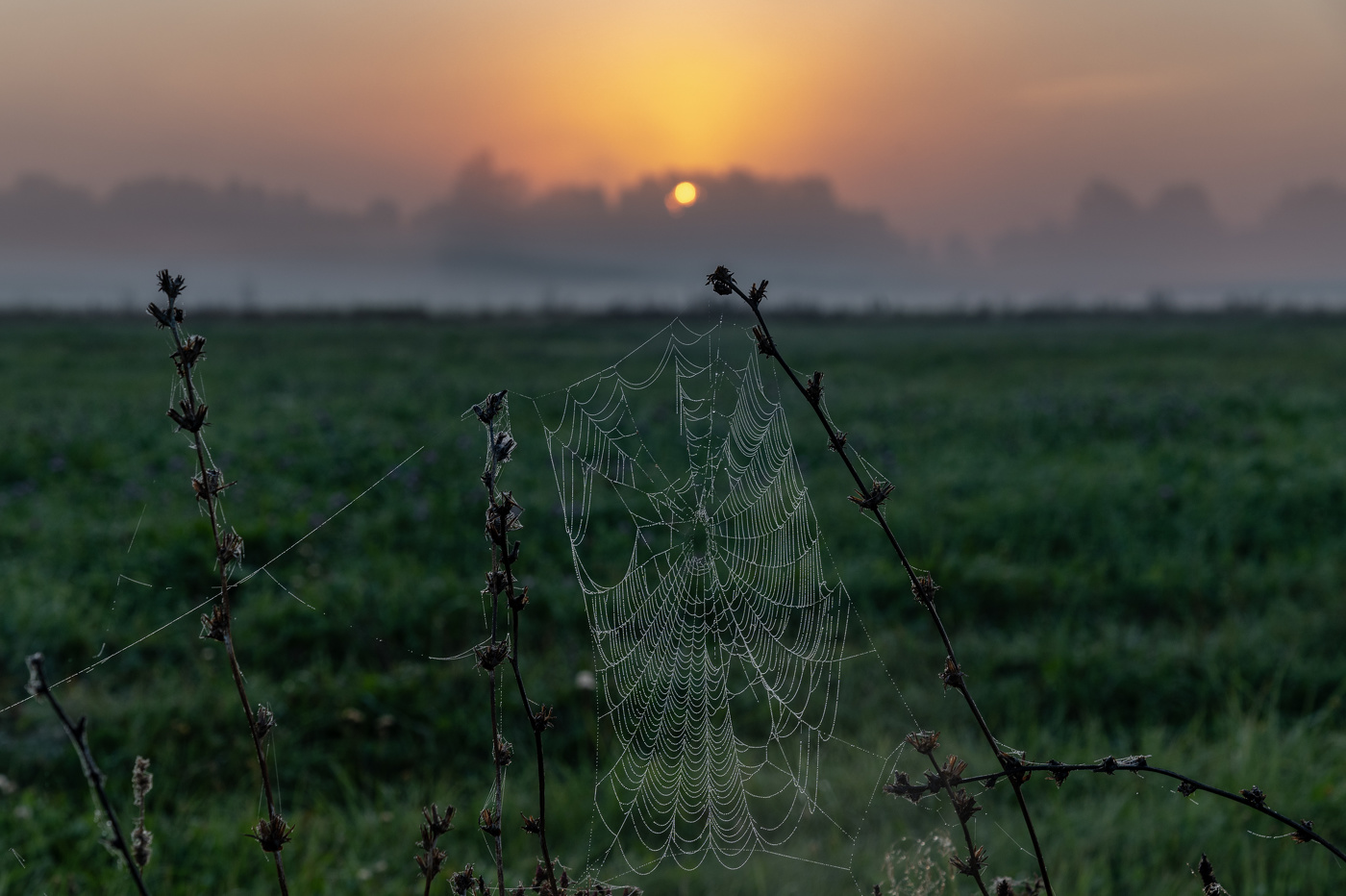 Прохладное утро