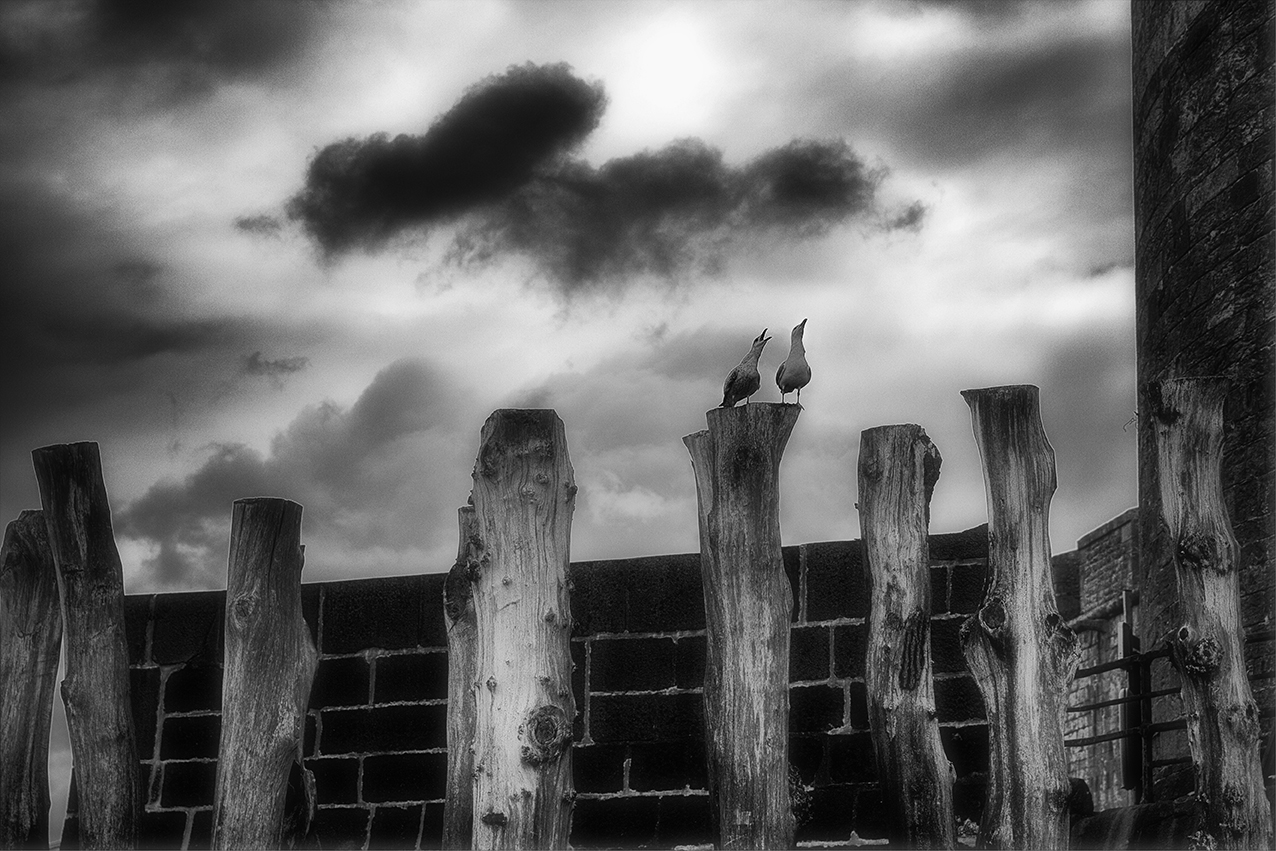 Крик чайки (репост)