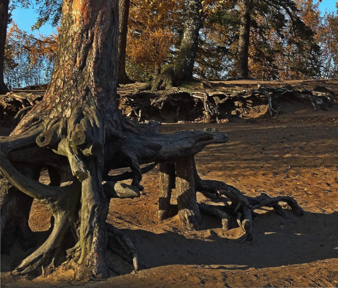 Борьба за выживание