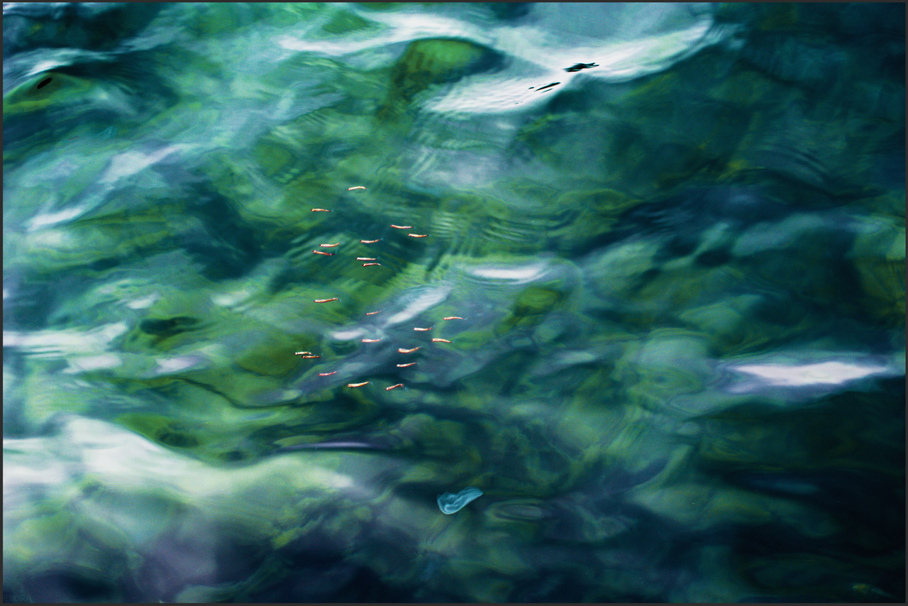 Золото моря