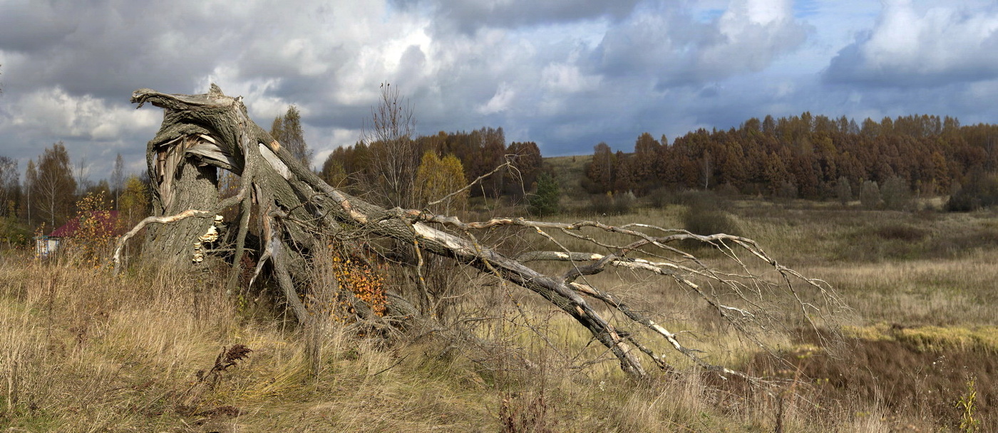 Старое дерево