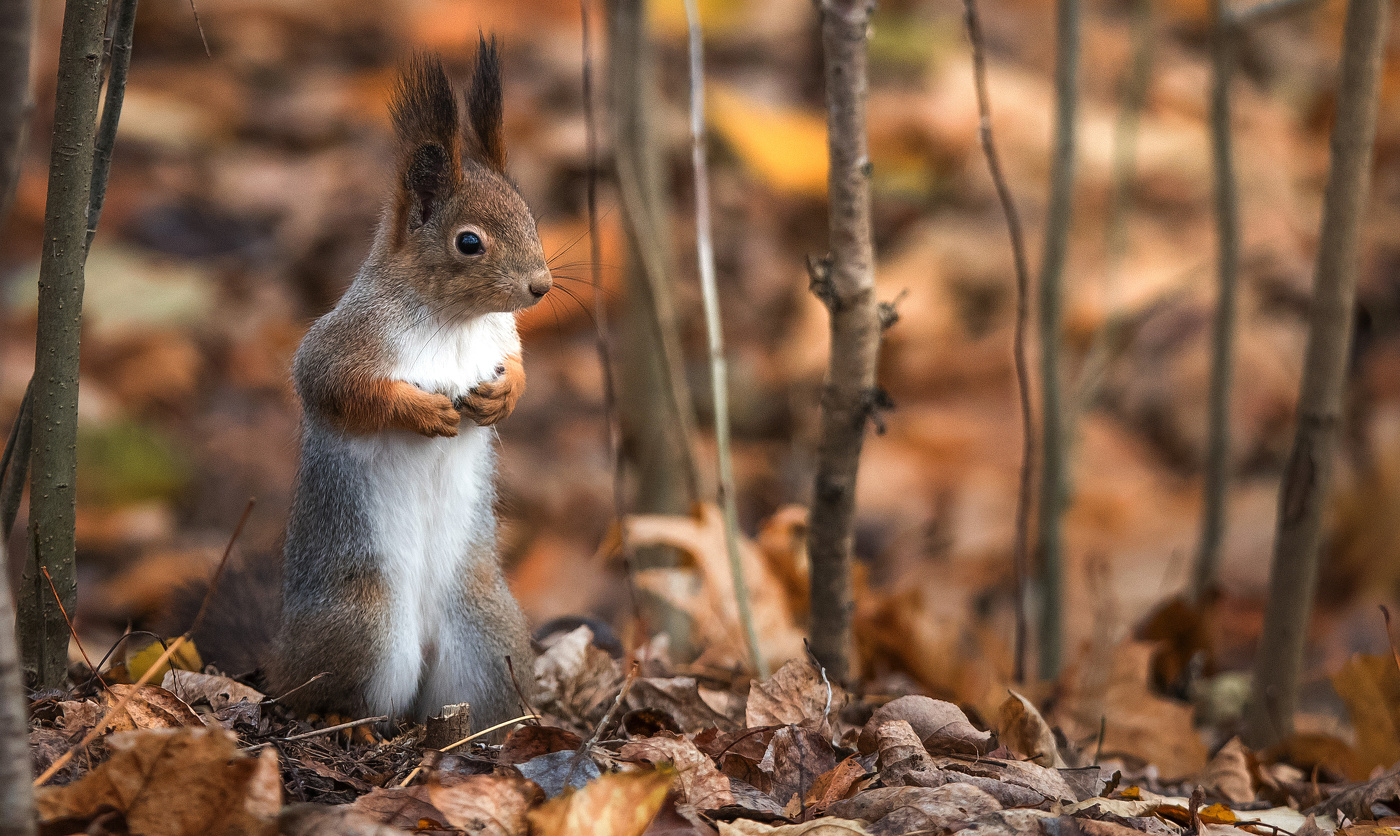 Белка осенью.