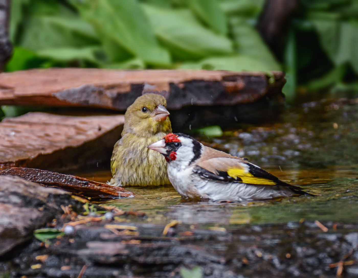 В лесном ручье..
