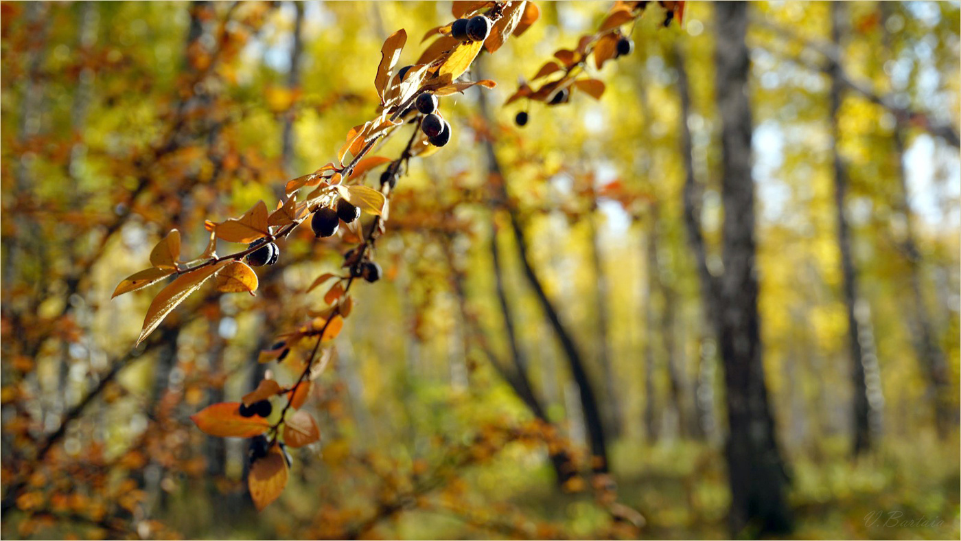 Ах, эта осень!