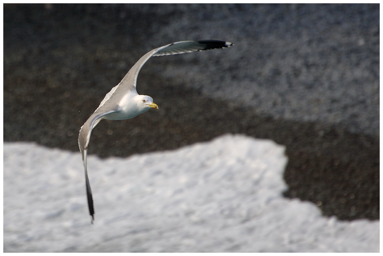 Птица наслаждается полётом