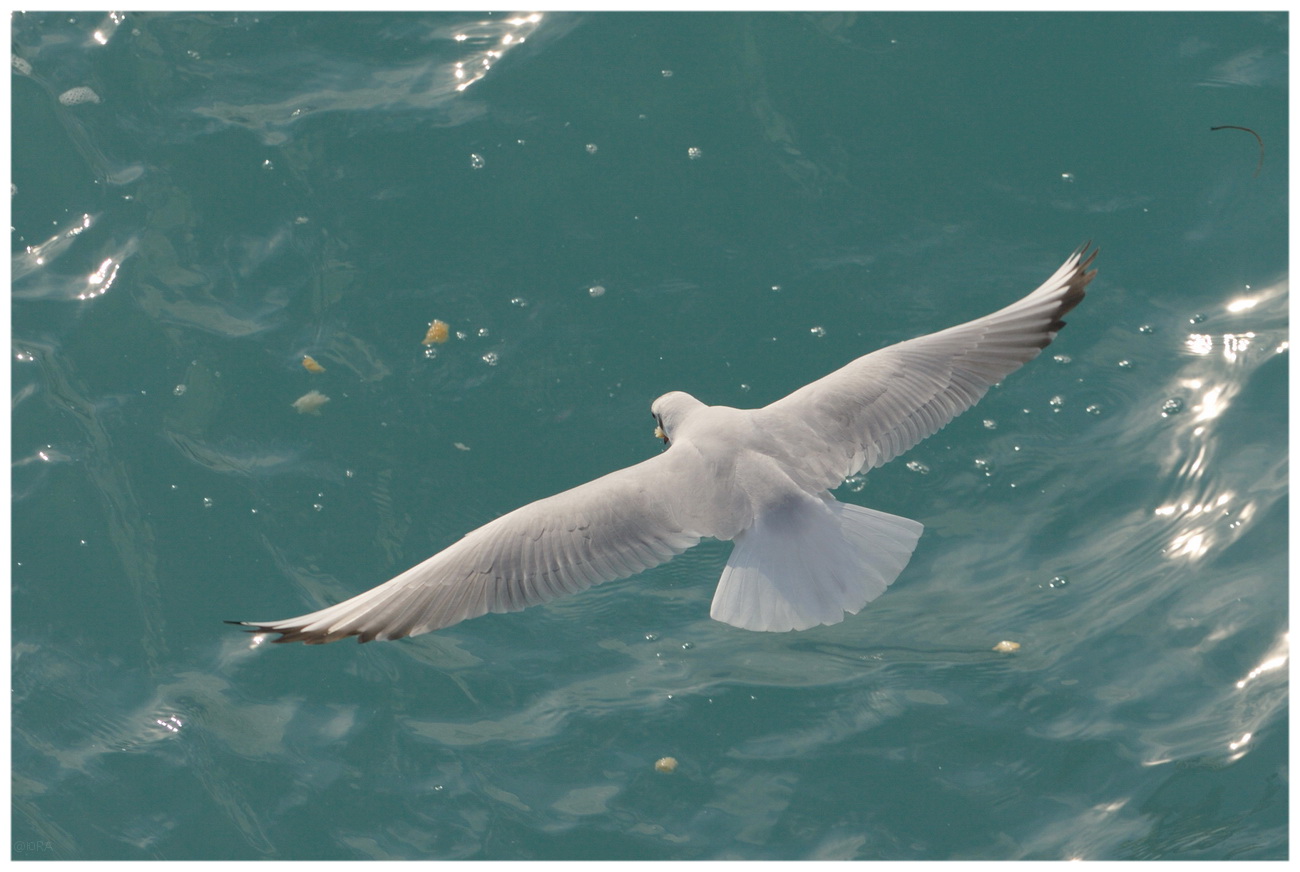 Птица наслаждается поиском добычи
