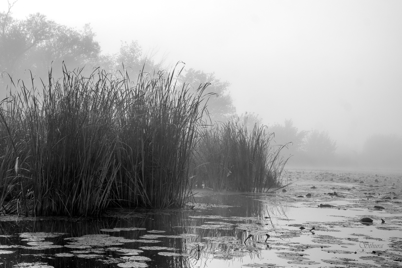Осенний туман.