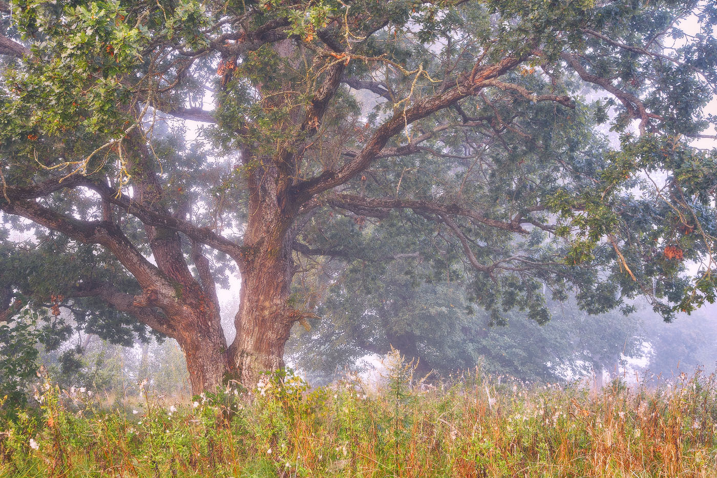 Утро под старым дубом