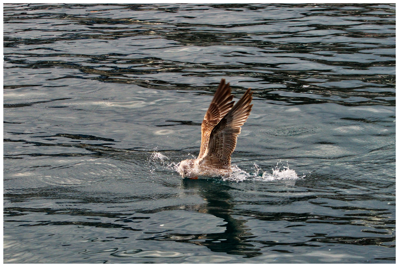 Птица наслаждается купанием