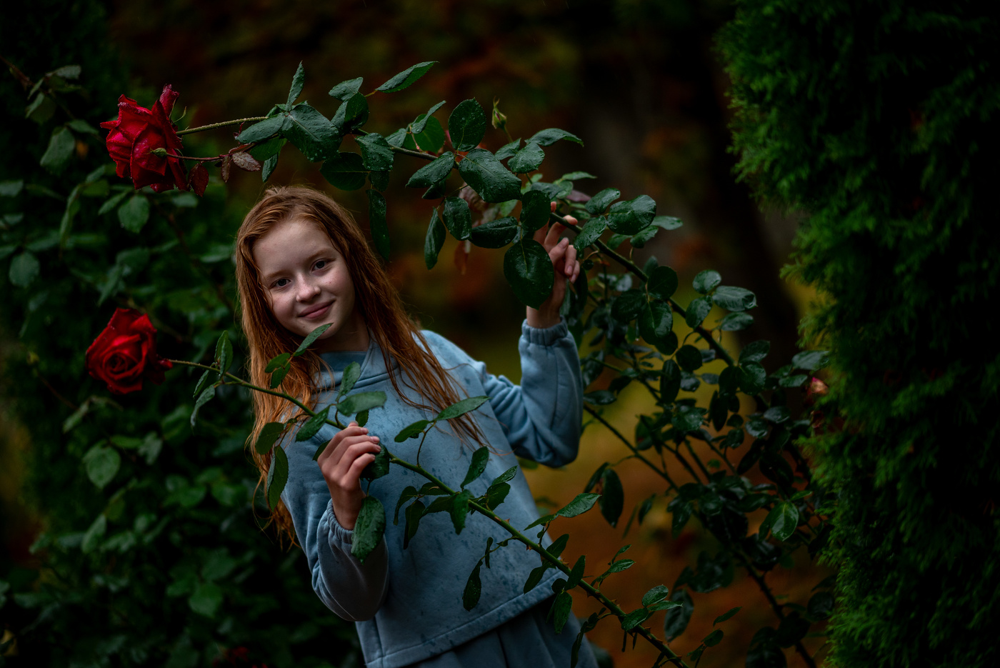 Розы в октябре