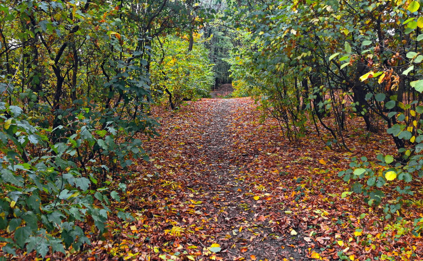 Линейная перспектива осени