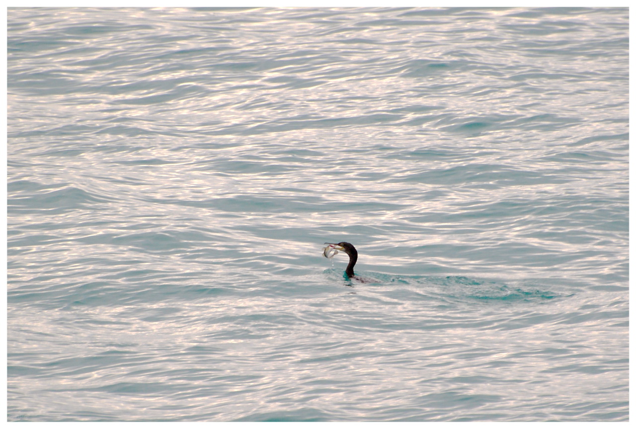 Птица наслаждается рыболовством